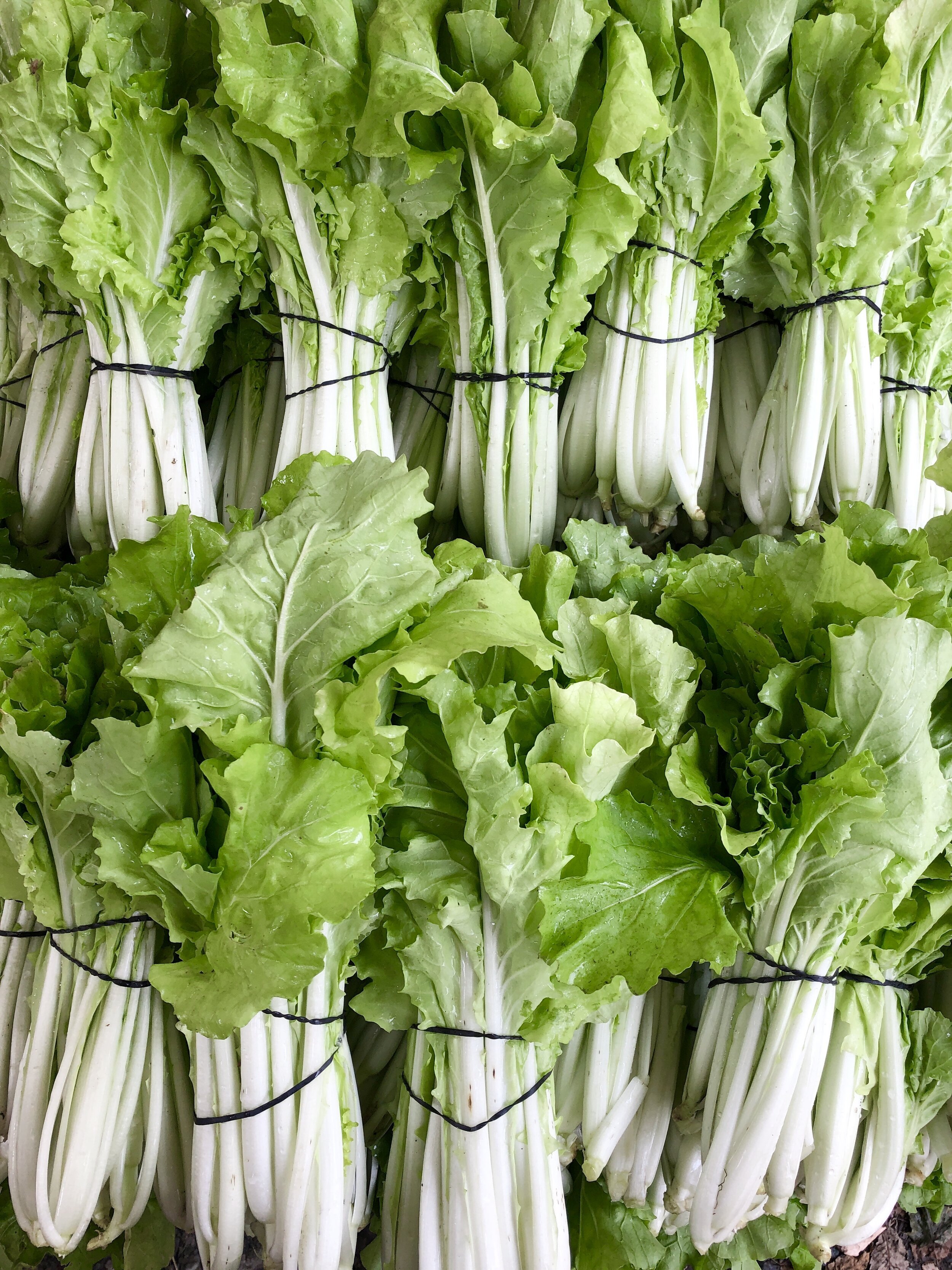 cabbage, tokyo bekana