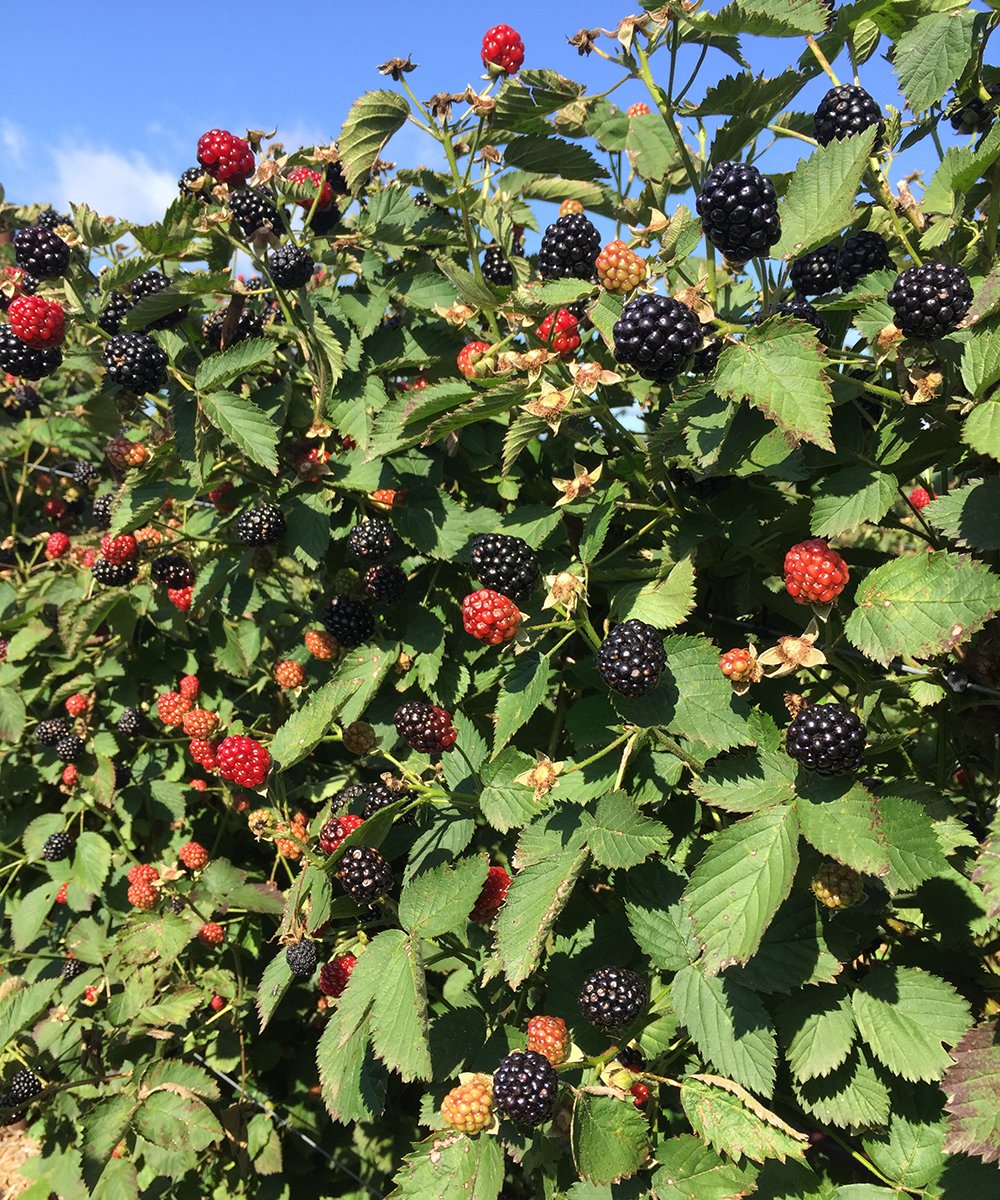 blackberries