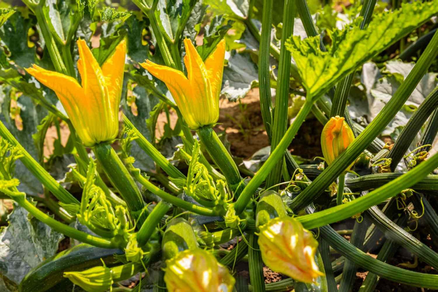 summer squash, baby w/ blossoms