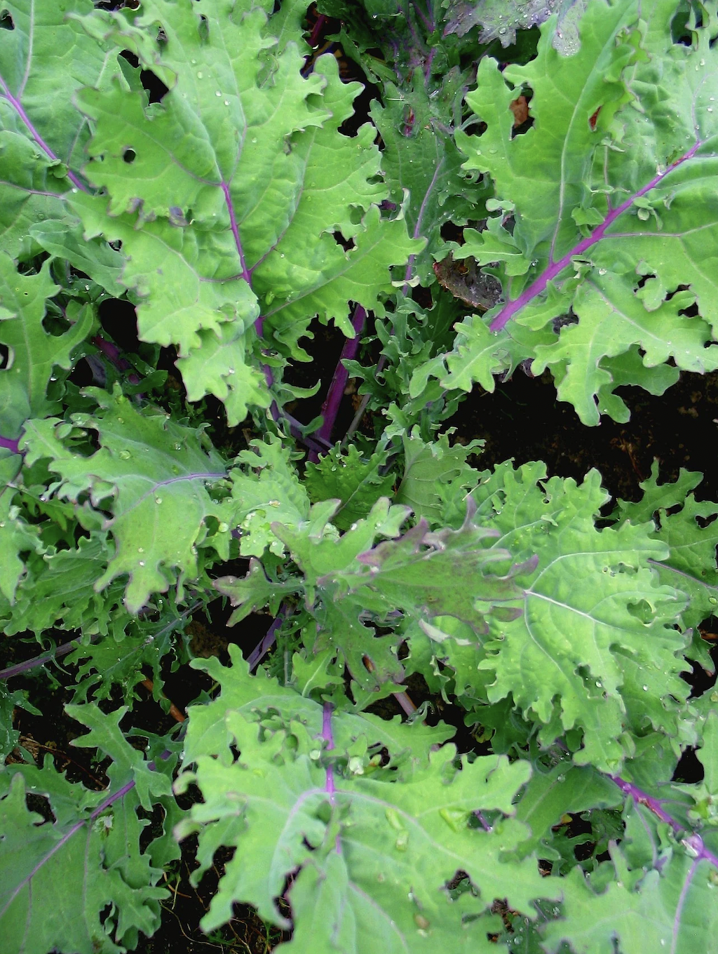 kale, russian - red