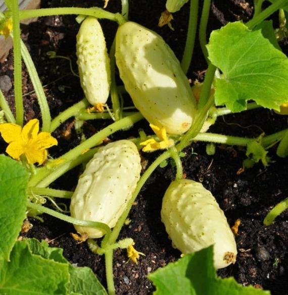 cucumber, white