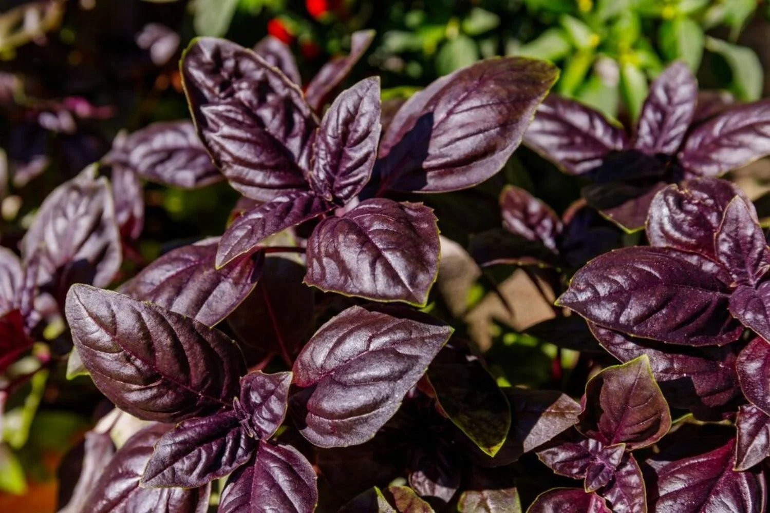 basil, purple