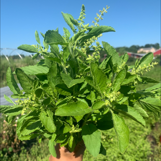 basil, thai