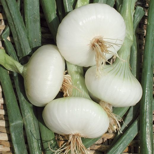onion, cipollini white