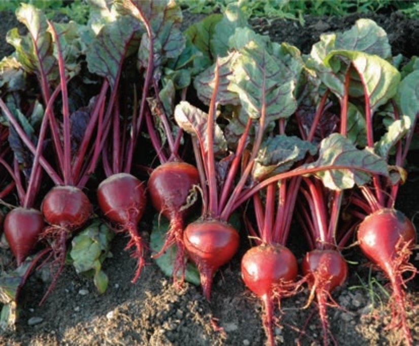 beets, red baby (bunched)