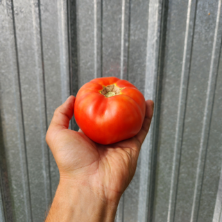 tomatoes, slicers red
