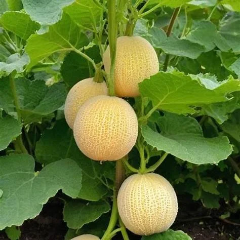 cantaloupe, little sweetie