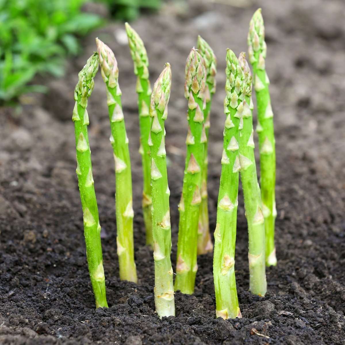 asparagus