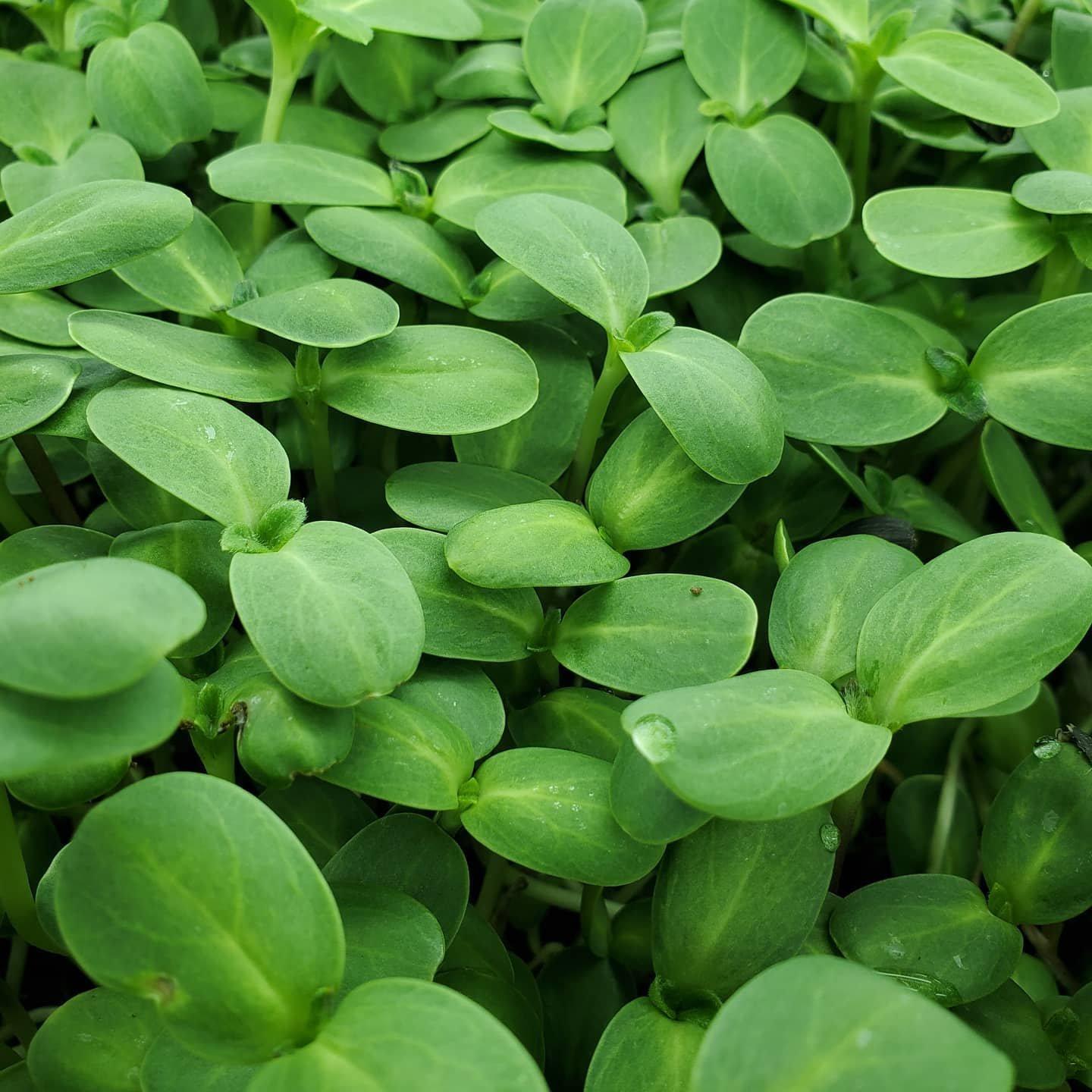 microgreens, sunflower shoot
