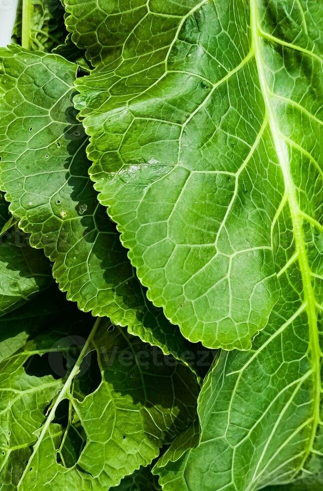 greens, horseradish