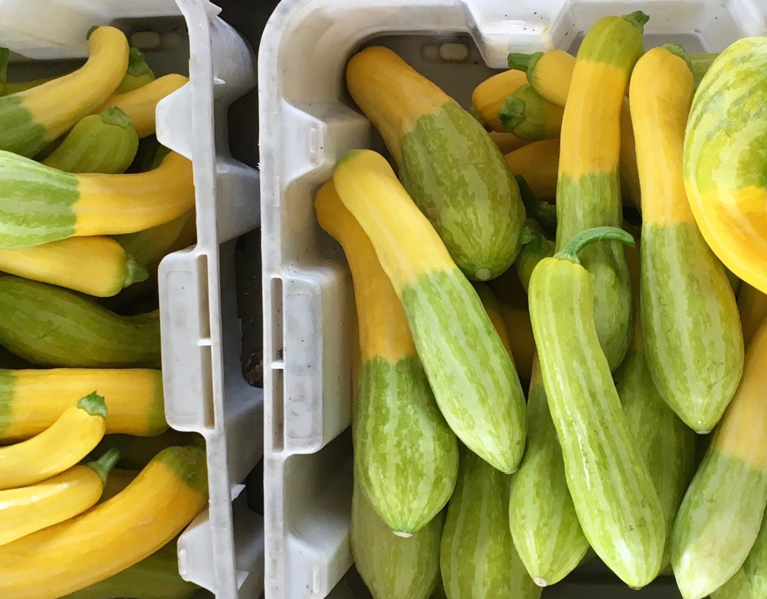 summer squash, zephyr