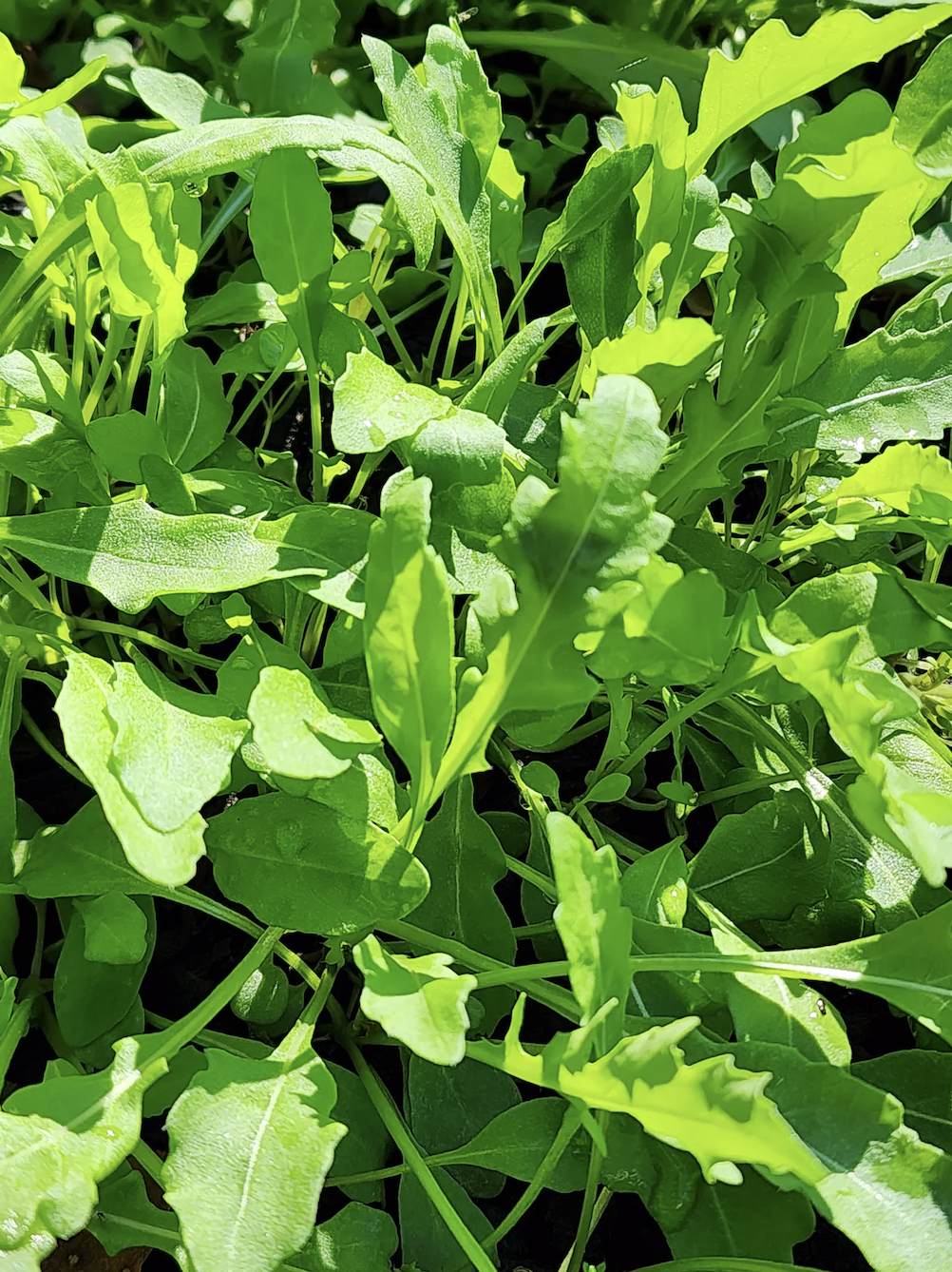 arugula, wild