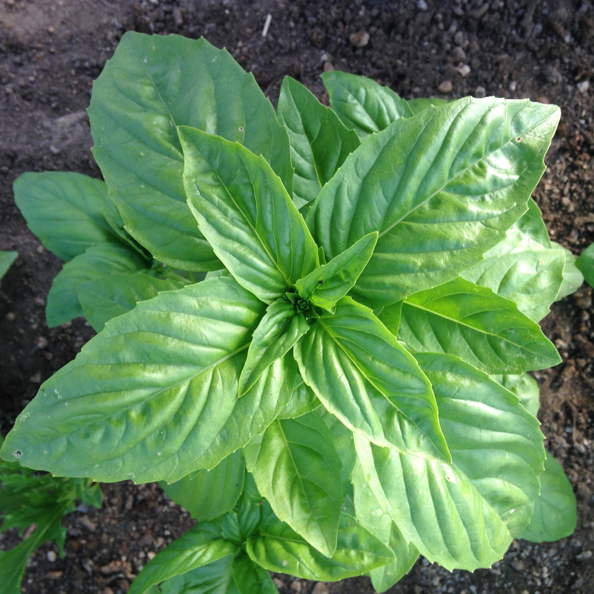 basil, genovese