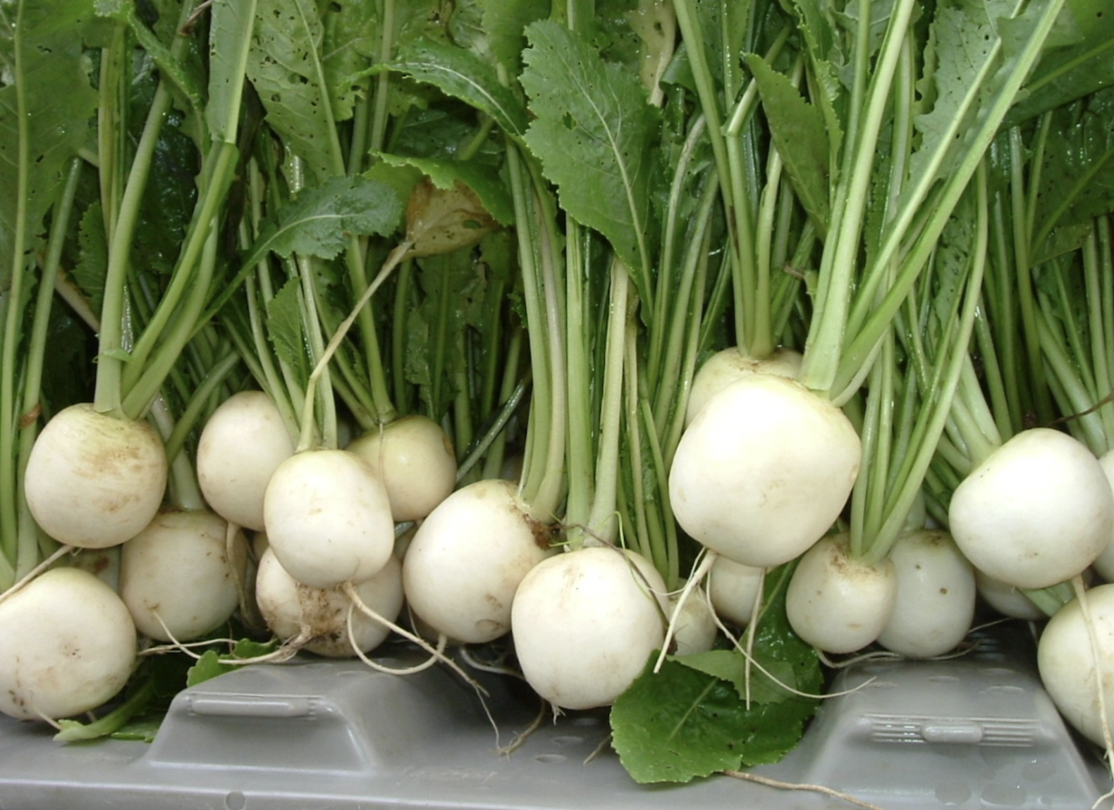 turnips, hakurei (bunched)
