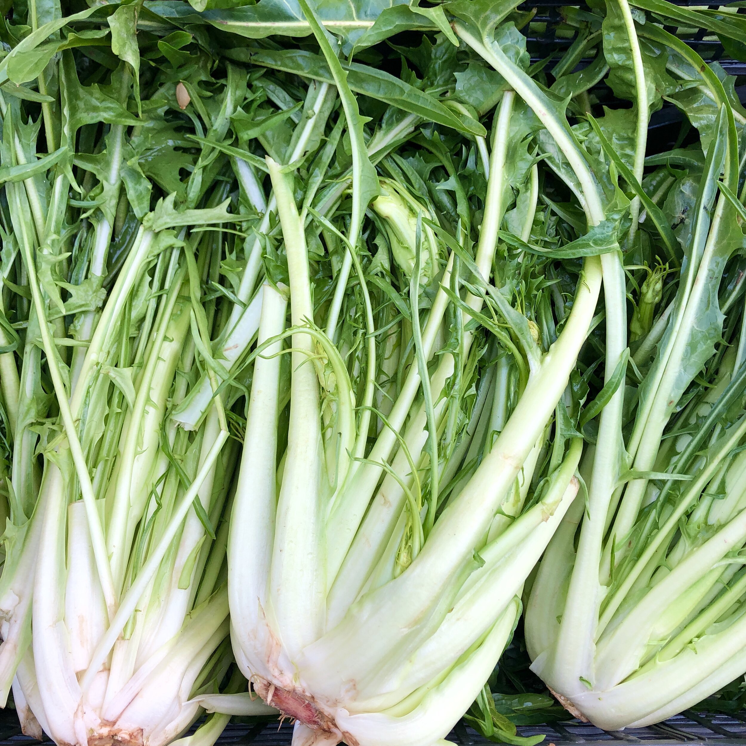 radicchio, puntarelle young