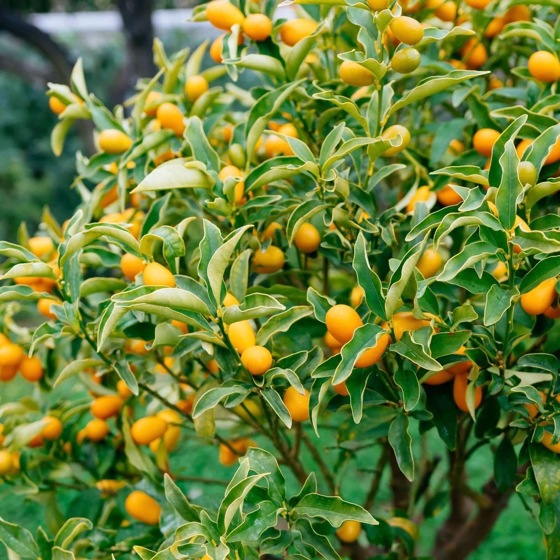 nagami kumquat.jpg