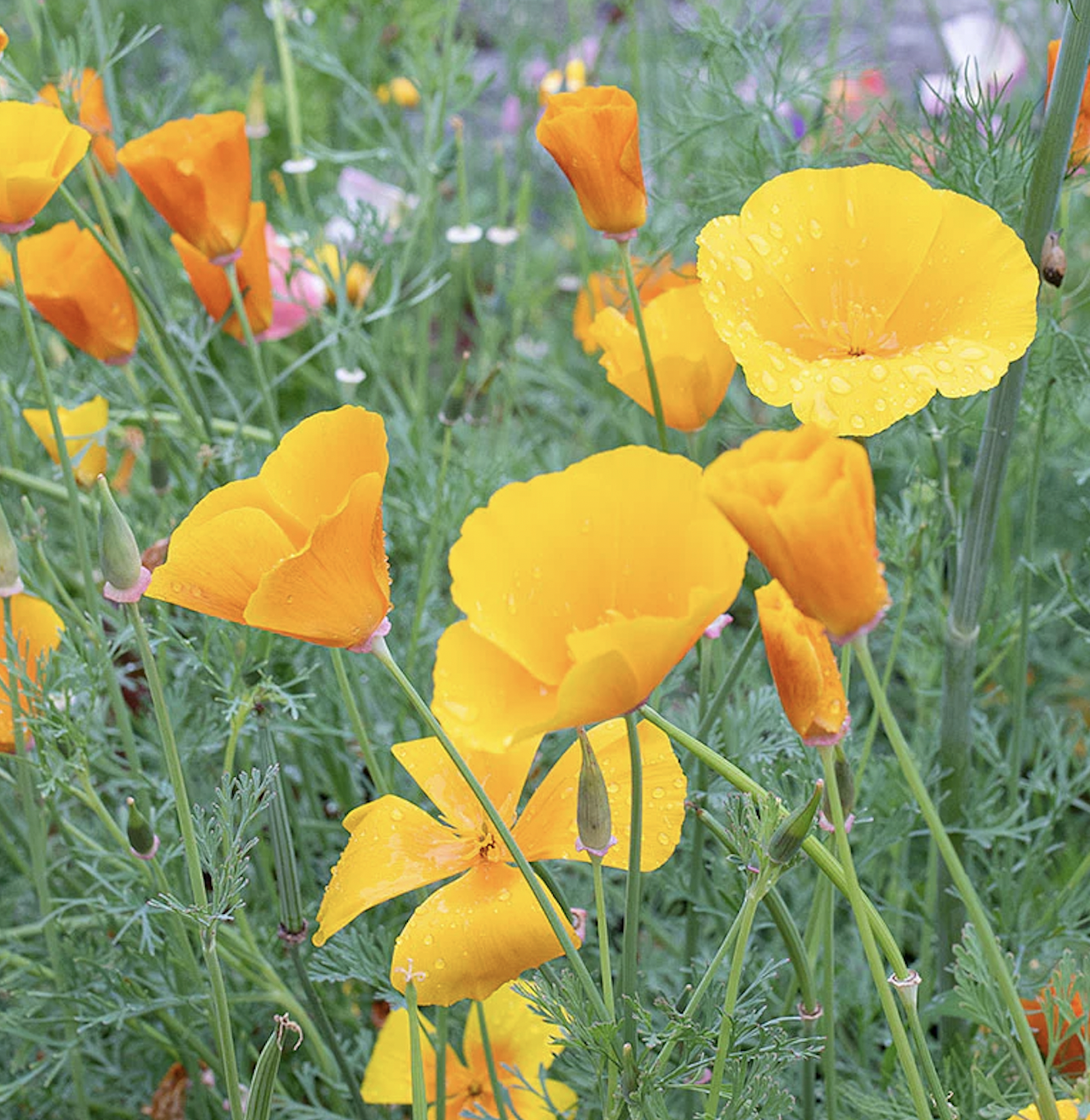 edible flower, california poppy