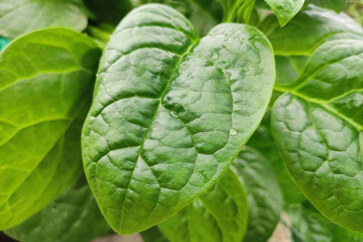 spinach, malabar