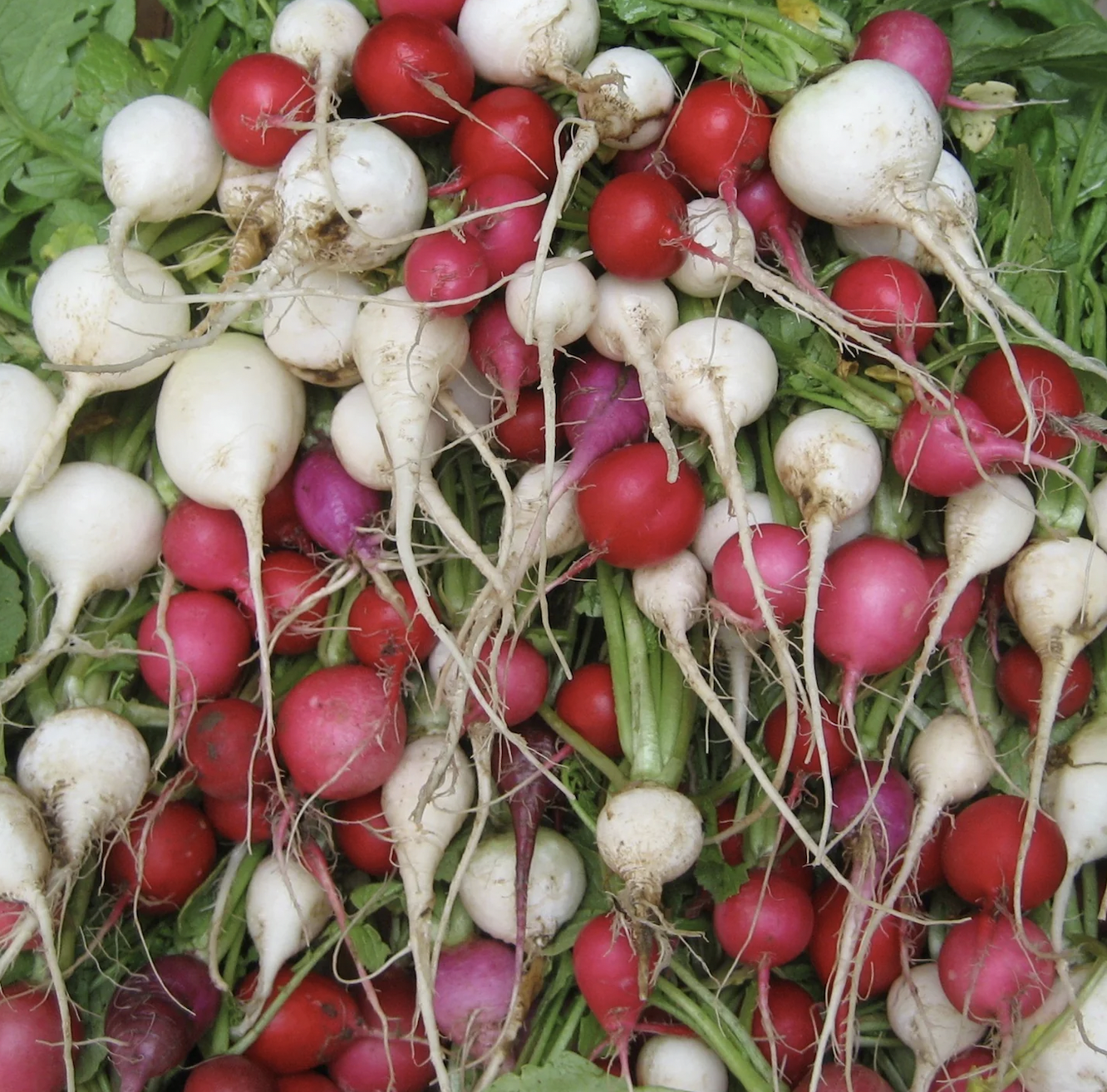 radish, easter egg (bunched)