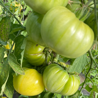 tomatoes, green