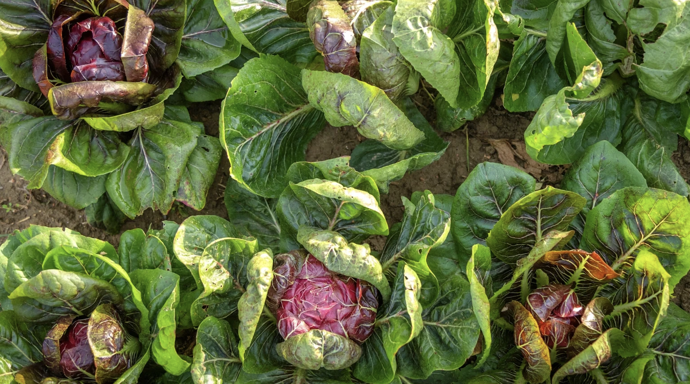 radicchio, treviso