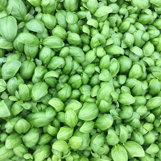 basil, baby