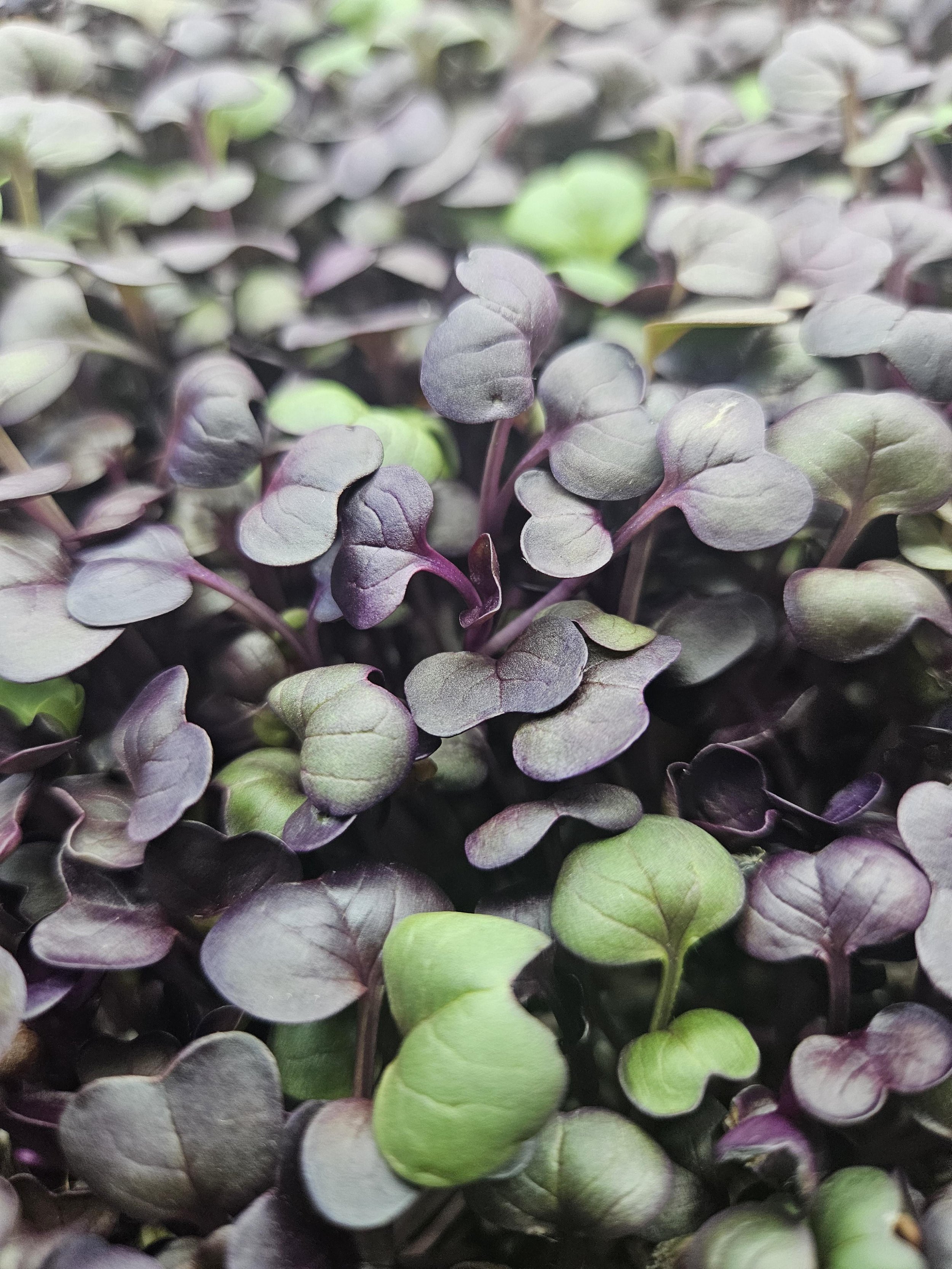 microgreens, radish - purple sango