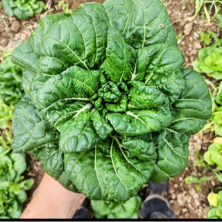 choy, pac - baby