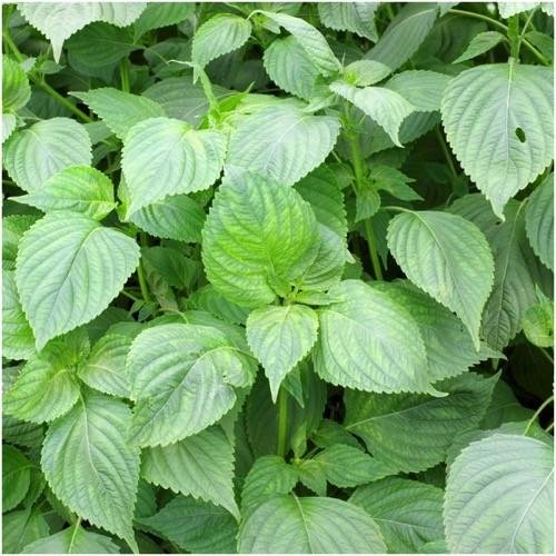 shiso, green/red
