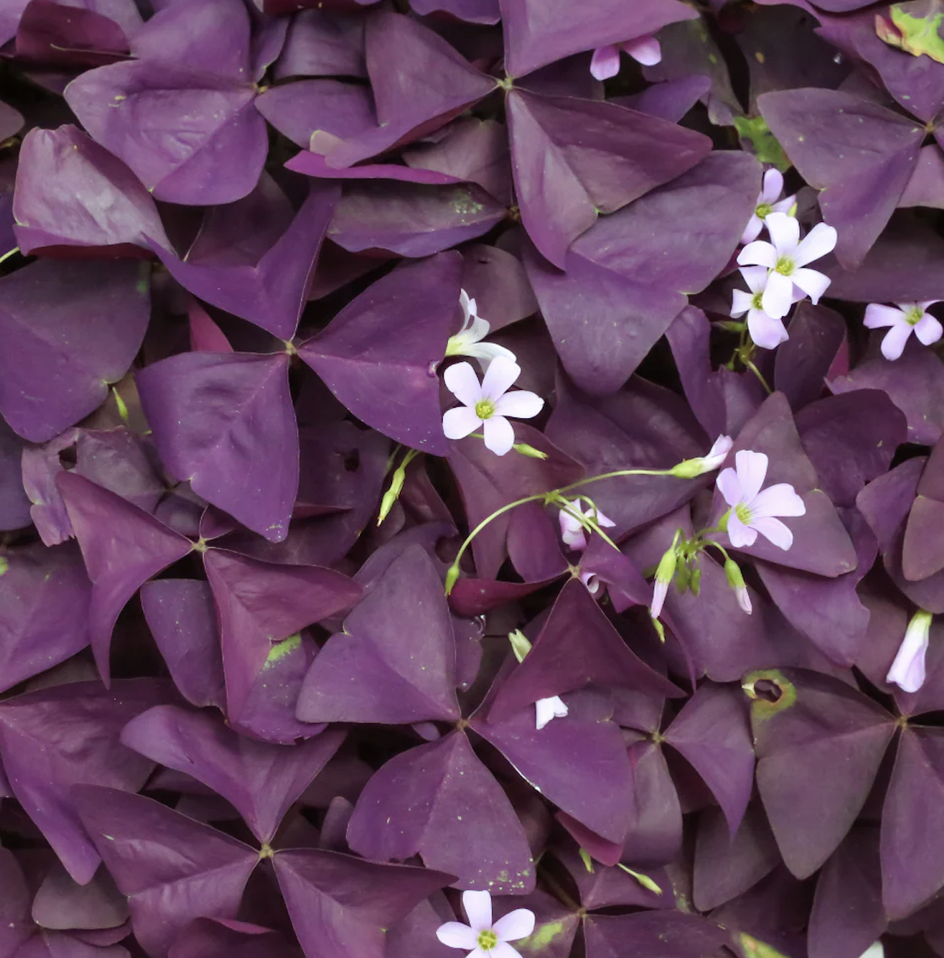 edible flowers, purple shamrock oxalis