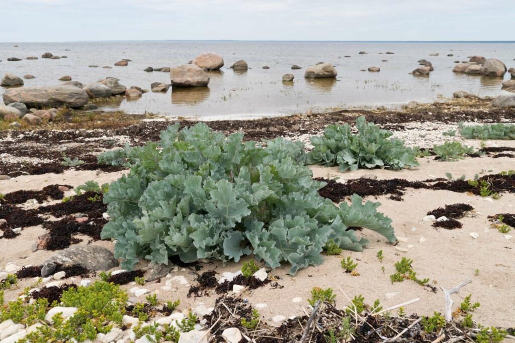 kale, beira (portuguese)