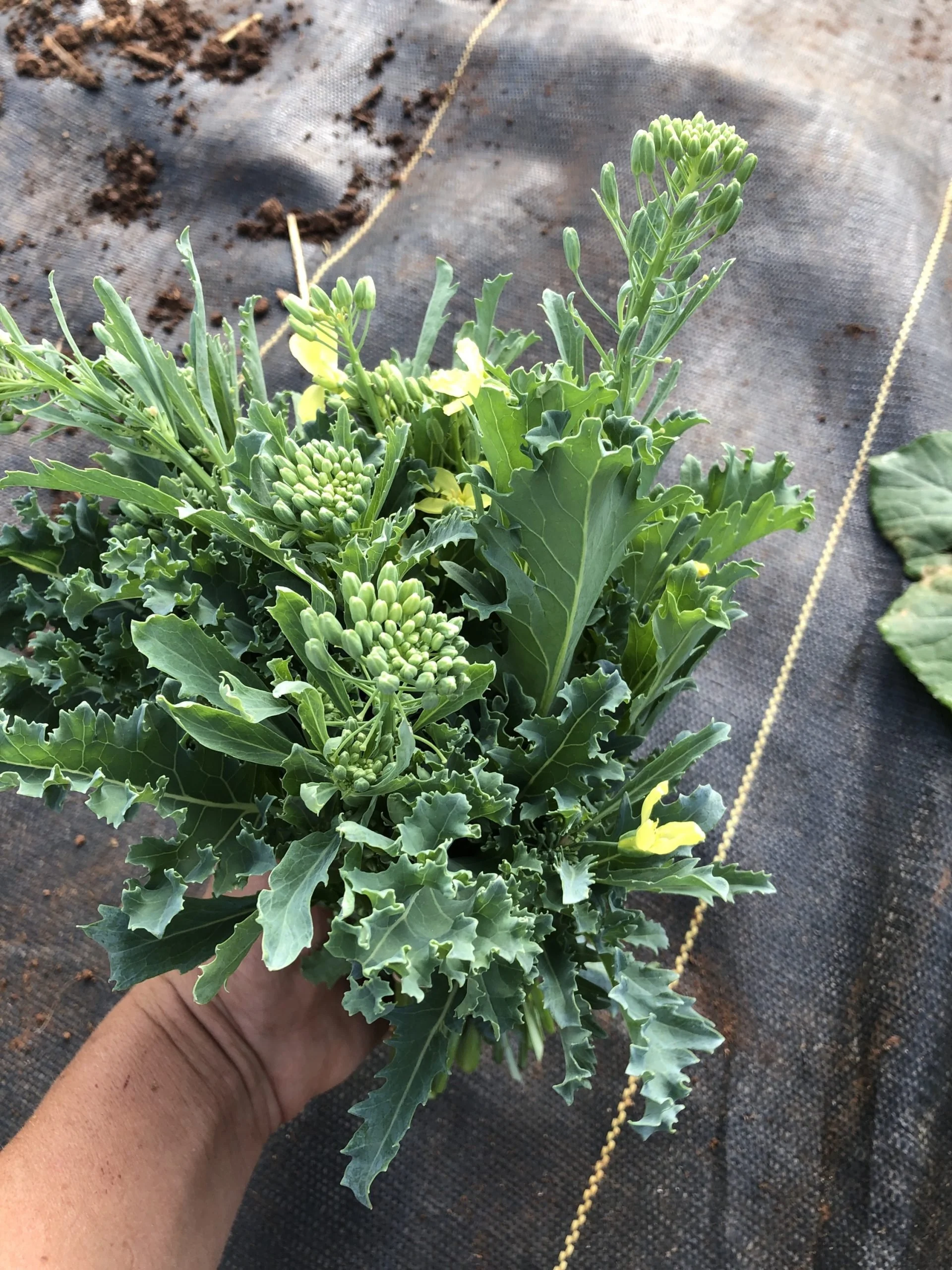 raab, kale (rapini)