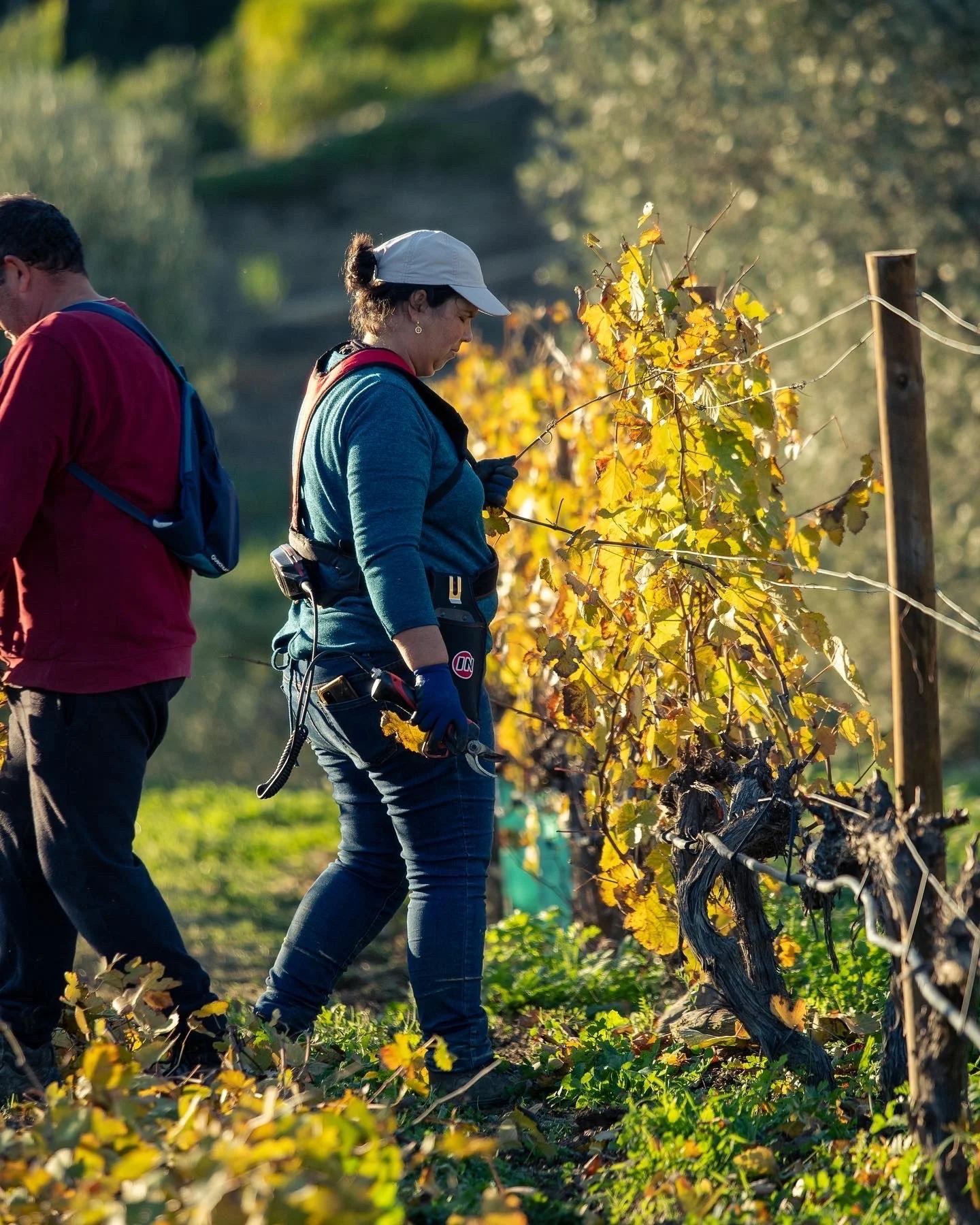 Douro_pruning_Regina_Quintadaformigosa.JPG