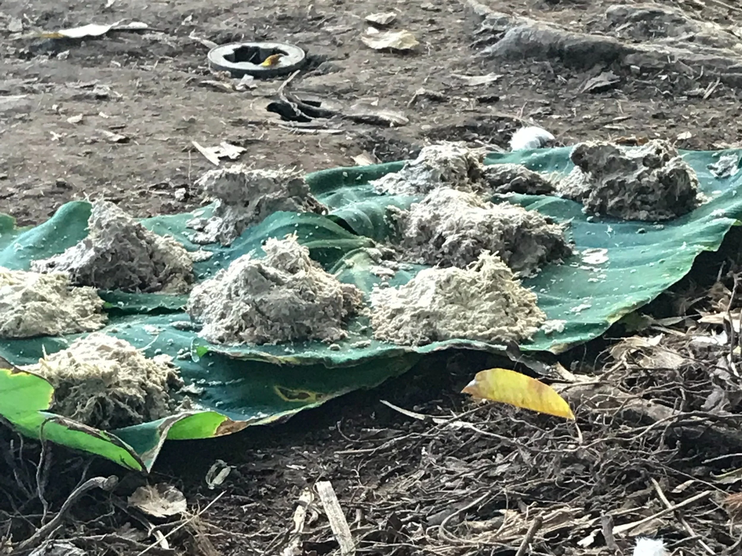 Kava roots chewed into heaps, resting on leaves arranged on the ground.