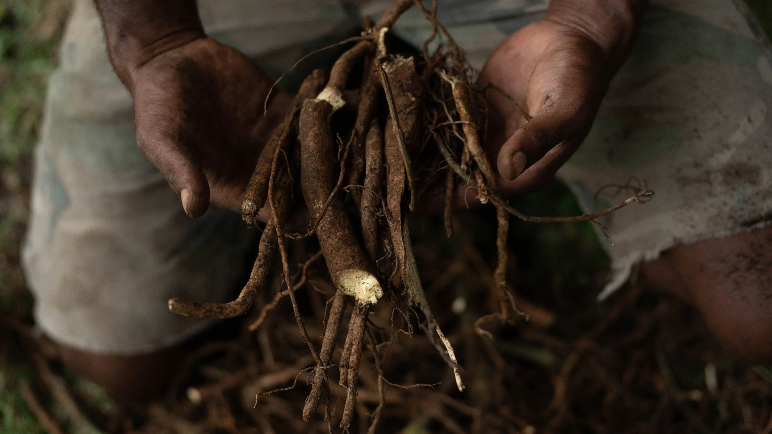 where did kava originate from?