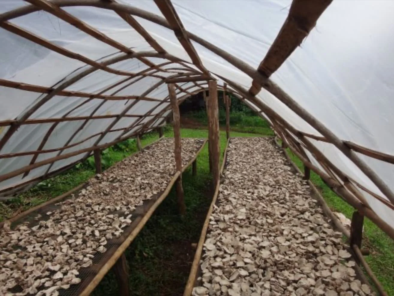 Kava in a solar dryer to make it productive
