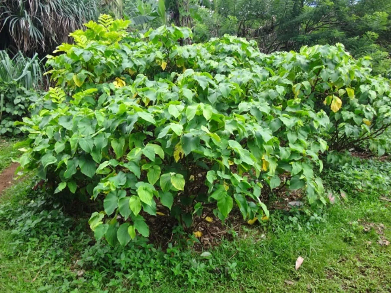 Explore sustainable farming practices for Vanuatu Kava and contribute to its responsible production.