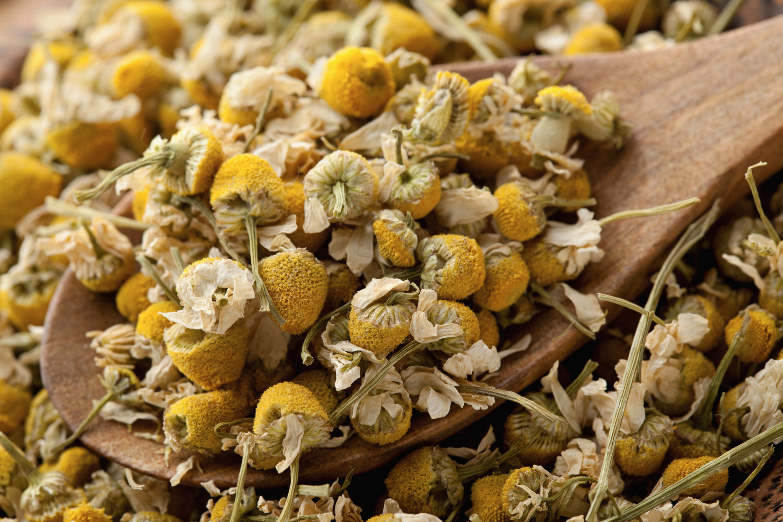 INTRODUCTION TO JEWISH HERBALISM with Naomi Spector