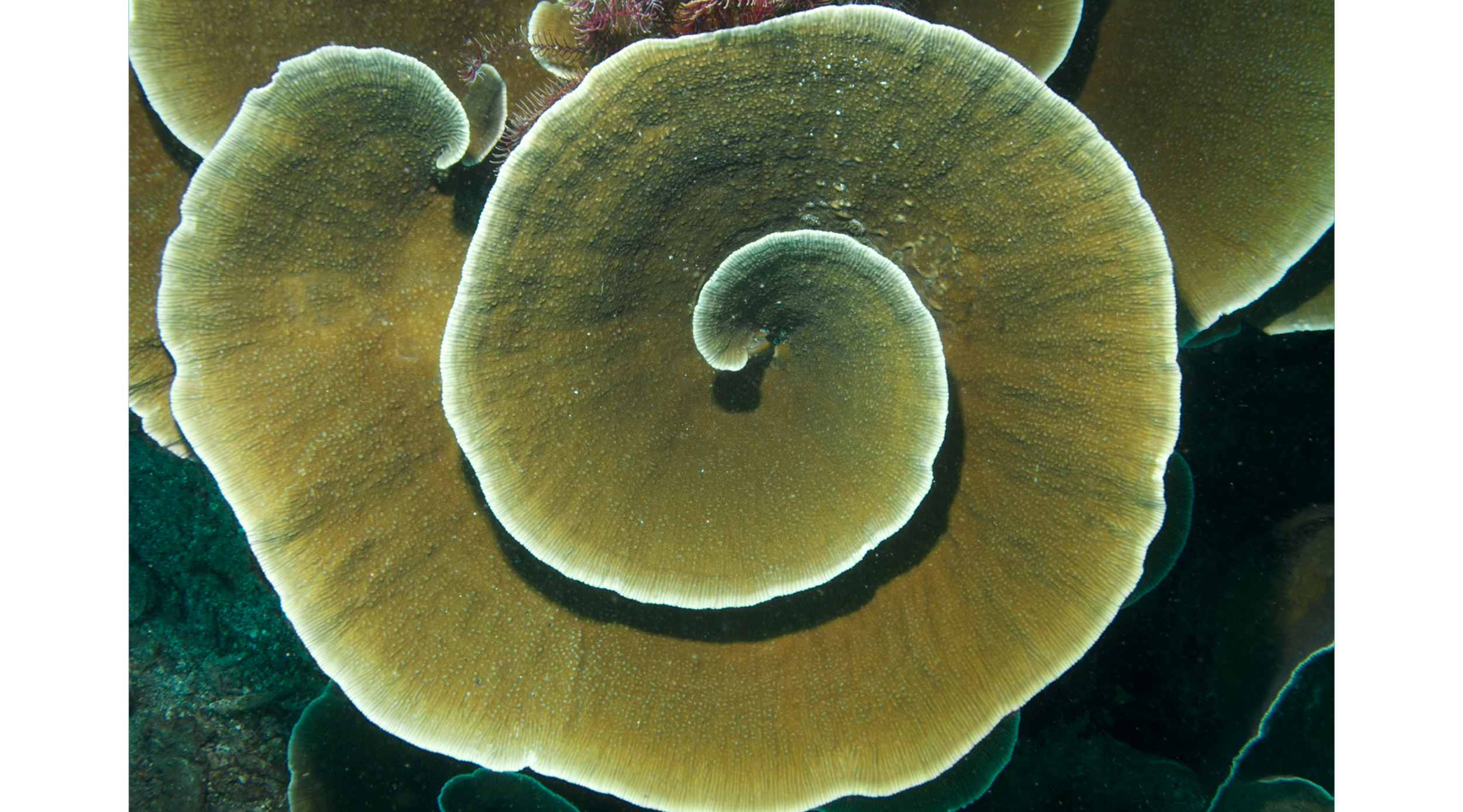 Painting of brown, cream, and teal swirl tie dye.