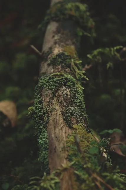 A moss-covered log in a dimly lit forest.