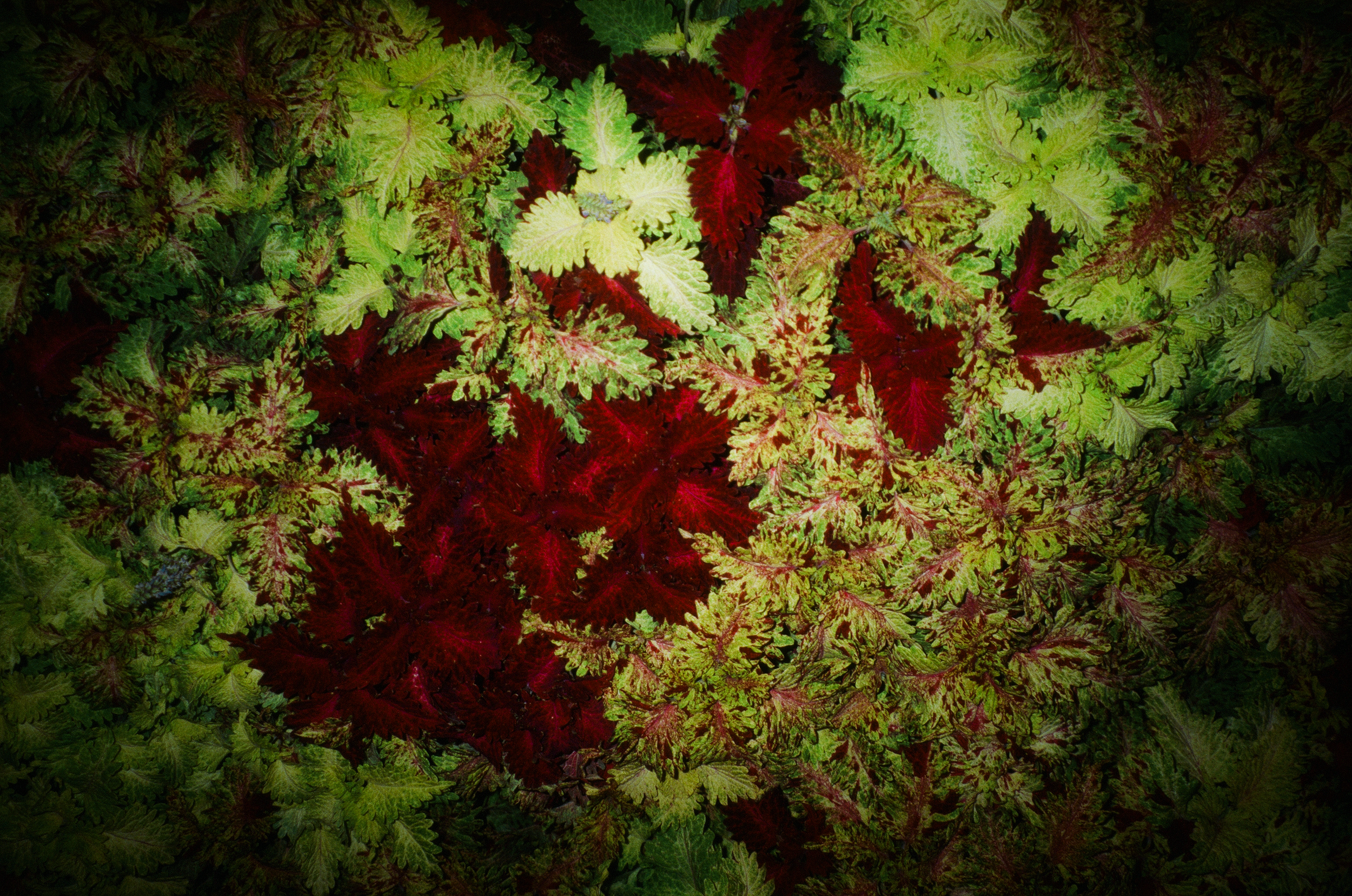 rosegarden-5.png