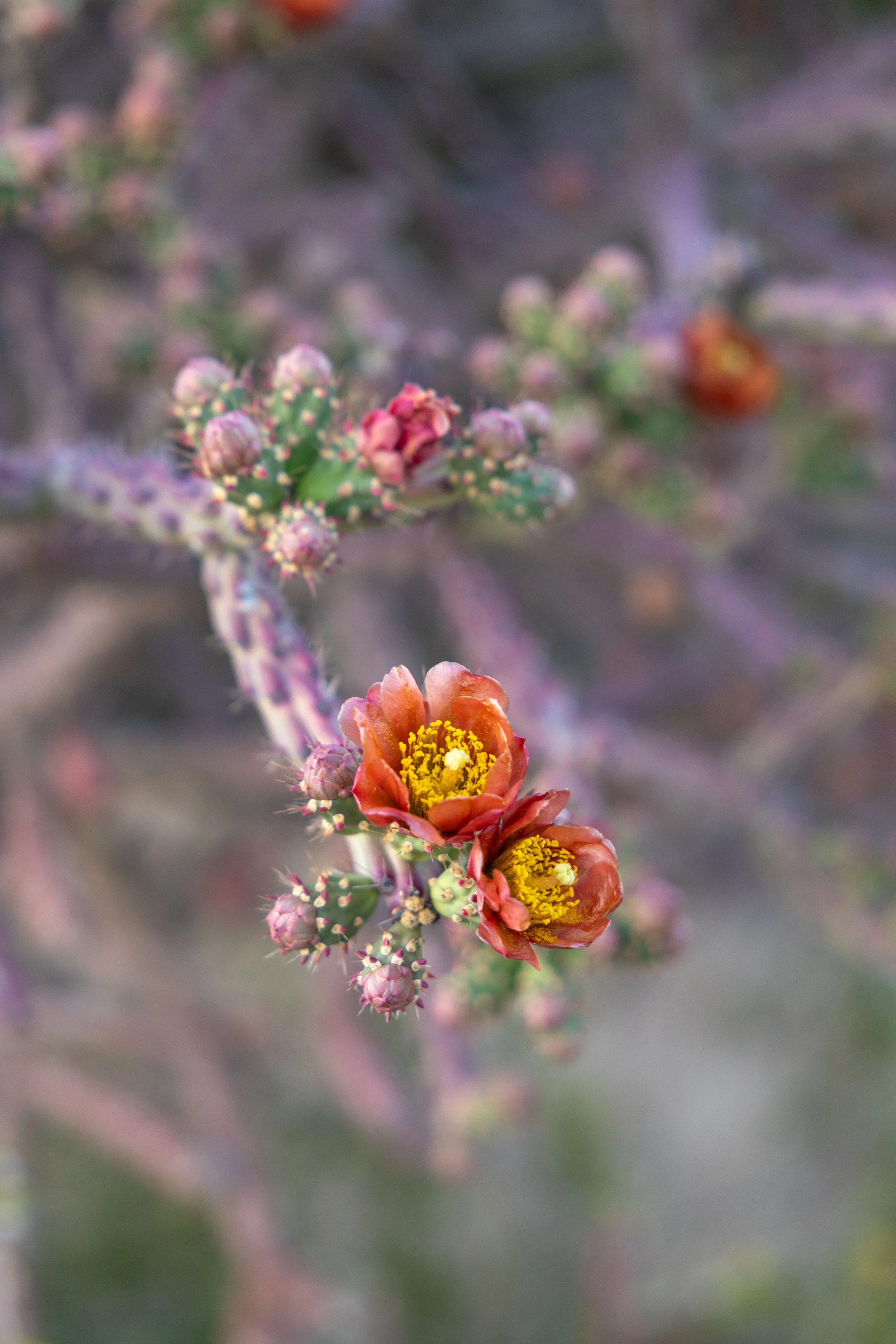 cholla bloom.jpg