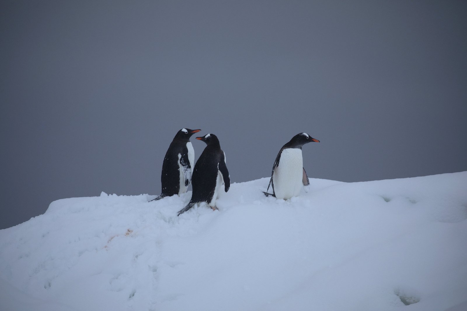 Antarctica_5648.JPG