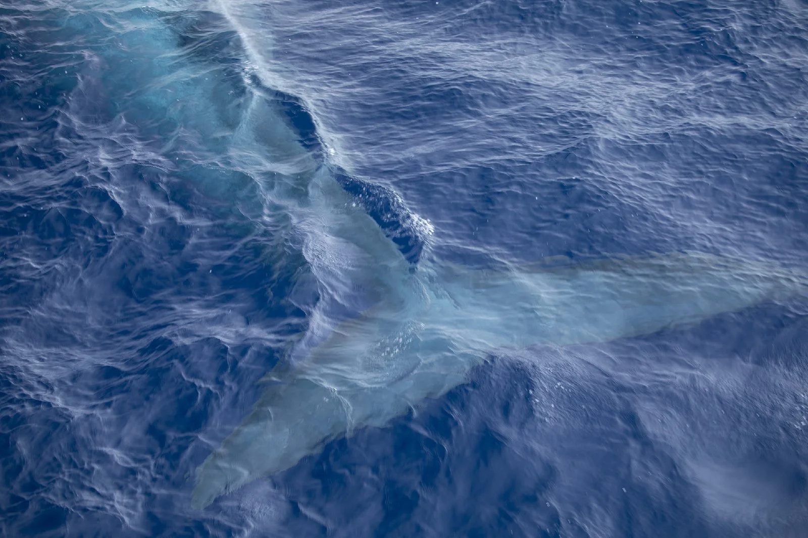 We had a very special visit with a rare blue whale, who moved alongside us for 30 minutes. These whales, the largest animal ever to have existed, were hunted nearly to extinction before they became protected in 1966. IUCN estimates they went from abo