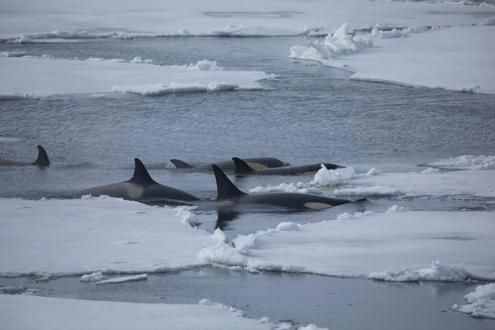 Type B killer whales. This group of four adults and one baby are working the leads between ice flows looking for seals. Their goal is to “wave wash” the seals off the ice. The dirty brown color on their white spots is caused by diatoms (algae) which 