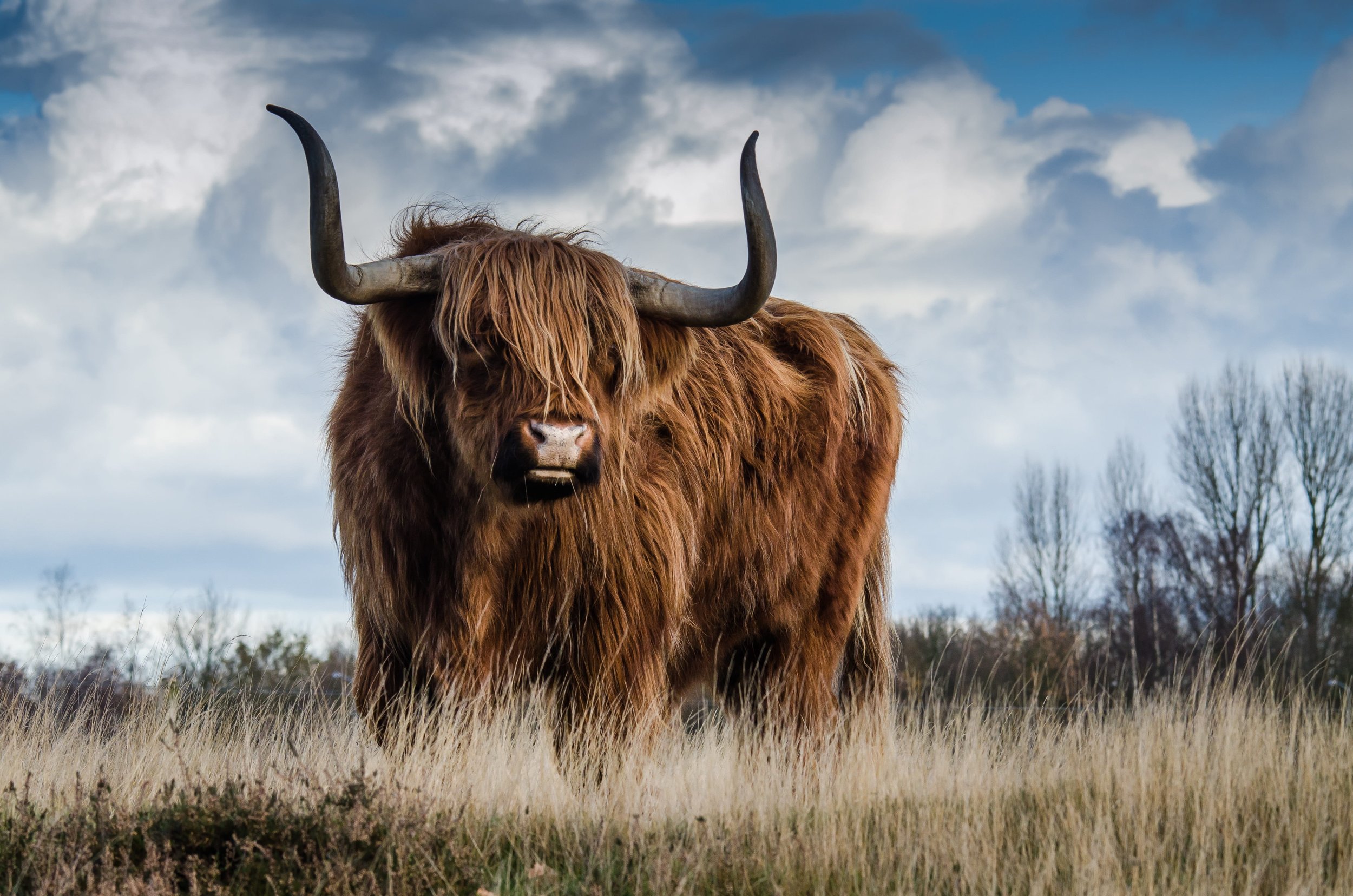 The Year of the Shaggy Man