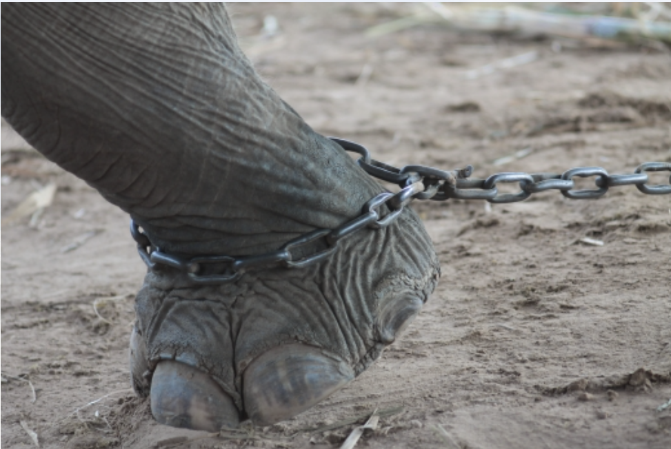 The Unchained Elephant: Reflections on Creativity and Culture Collision