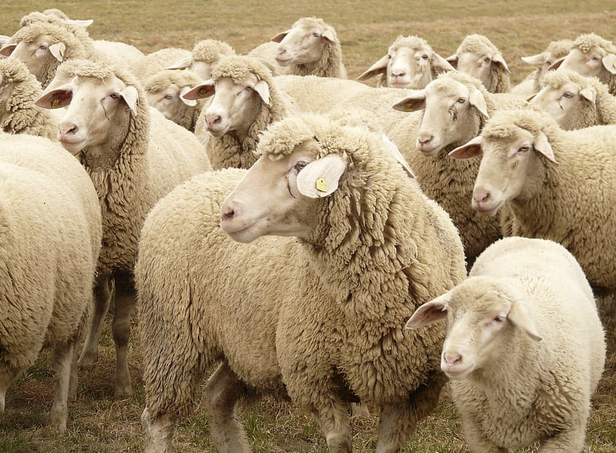 The Misinformation Pandemic