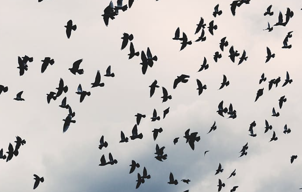 Crows