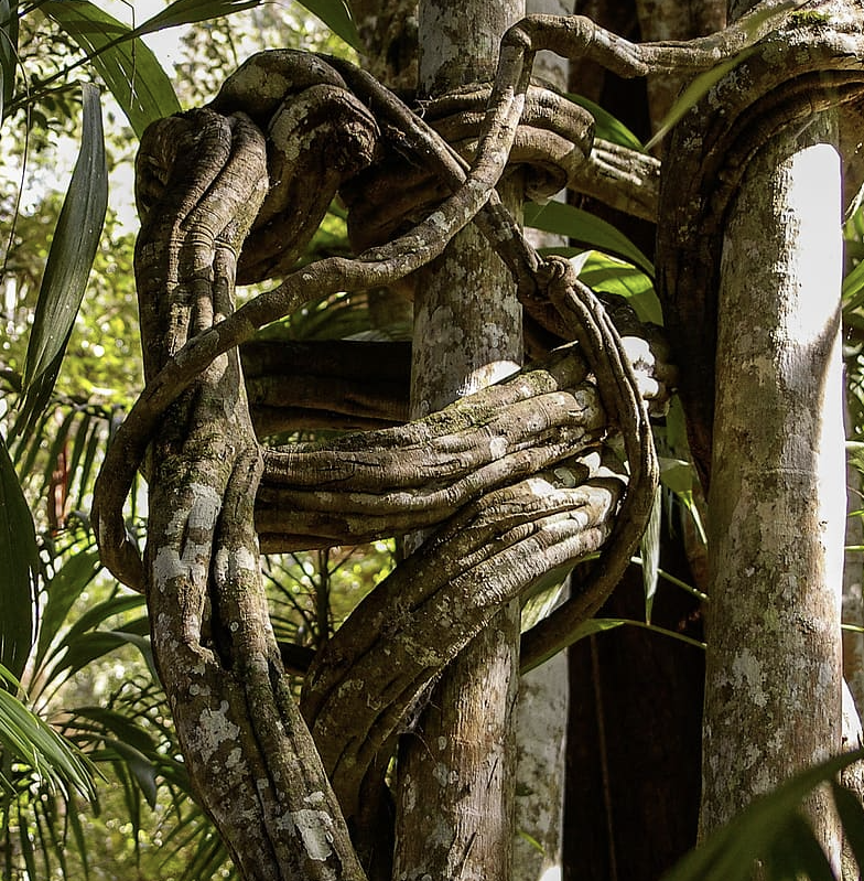 The Brazil Nut Tree and the Strangler Fig